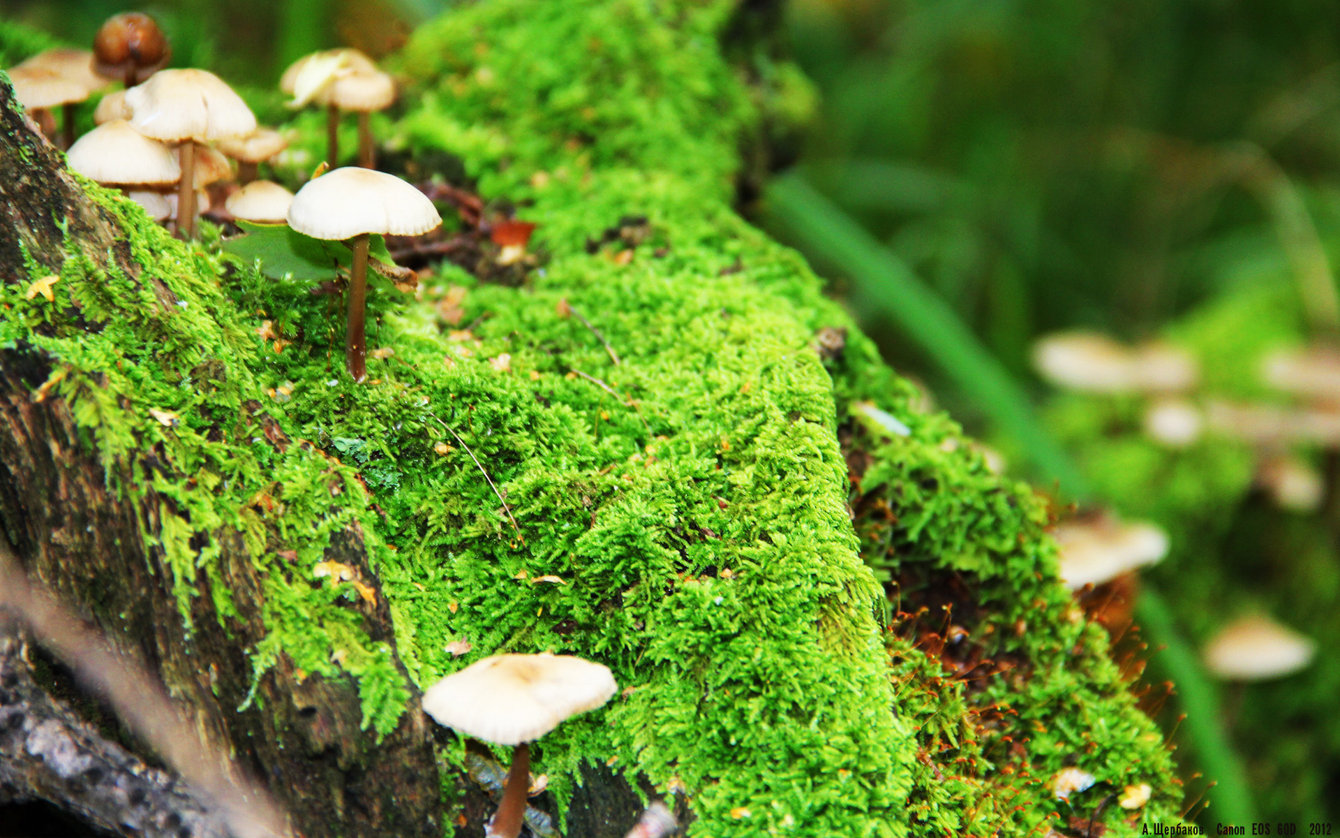 篮球赛场情绪控制训练成焦点话题,篮球比赛允许观众适度宣泄情绪