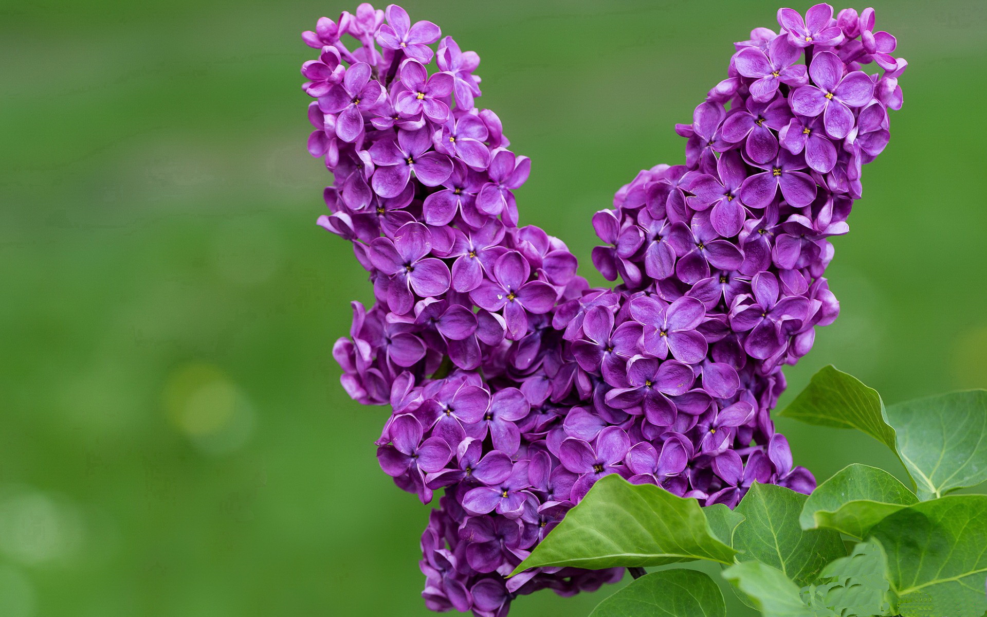 九游网址-袋鼠队主力球员：詹姆斯·奥康纳 (James O'Connor)，袋鼠联盟