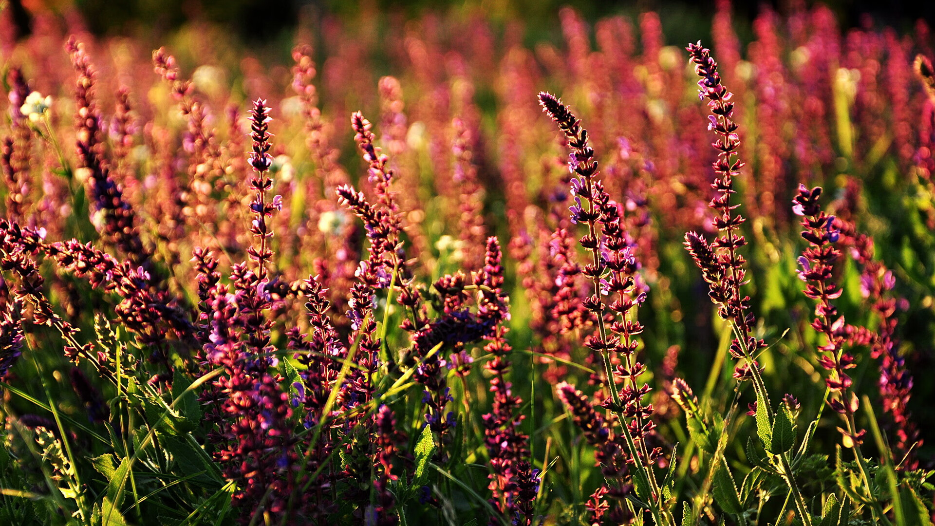 九游APP-韩国水球攻防转换高效，anti水球球门